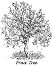 Fruit Tree